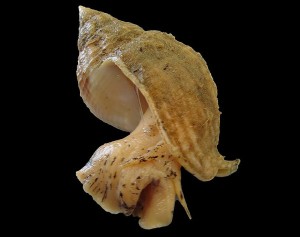 Buccinum comune