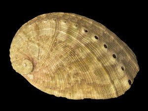 Haliotis tubercolata