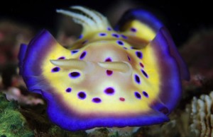 nudibranco 2