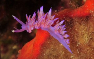 nudibranco