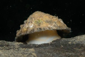 patella vulgata