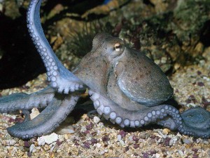 polpo dal multiforme ingegno