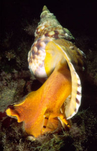 tritone 2