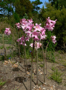 Amaryllis-belladonna