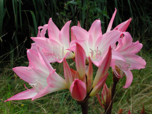 Amaryllis belladonna copia