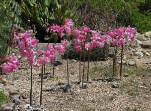 Amaryllis belladonna. Tnt