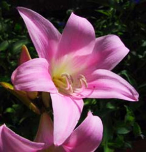 Amaryllis.-Particolare-del-fiore