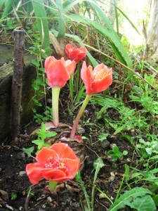 H. coccineus. 2014