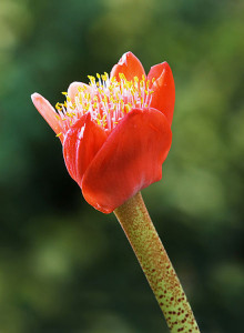 Haemanthus coccineus. Part. fiore