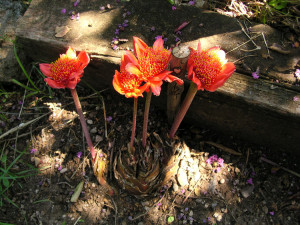 Haemanthus coccineus.2