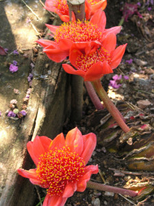 Haemanthus coccineus.2.2014