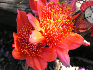 Haemanthus coccineus.3