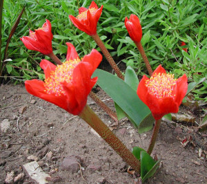 Haemanthus coccineus.4