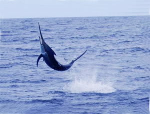 pesce_spada