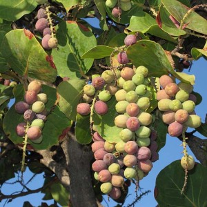 Coccoloba_uvifera_fruit