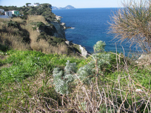 Artemisia. Macchia mediterr. Le Forna