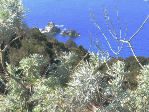Artemisia. Sfondo Lucia Rosa