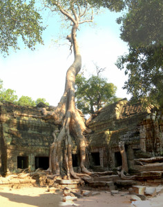 8.Ta Prohm. Huge tree