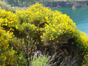 genista-thyrrena-palmarola