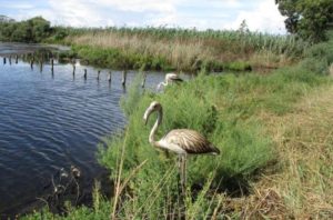 Ecco_perche_le_aree_protette_sono_a_rischio__l_appello_del_wwf