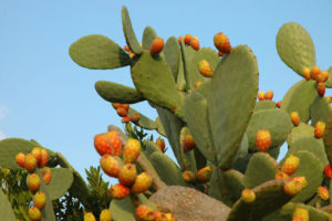 Fichi d'india. Copertina