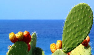 Fichi d'india. Mare