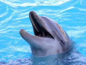 delfino1