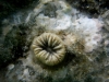 Il corallo solitario:  Balanophyllia europea