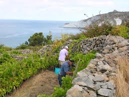 fieno vendemmia