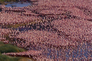 Fenicotteri rosa. Flamingos