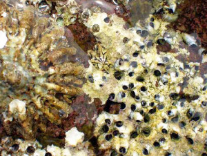 Fig 2 Patella ferruginea su Dendropoma petraeum