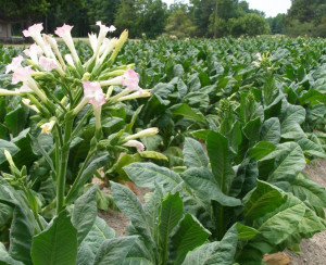 Nicotiana tabacum. La pianta del tabacco