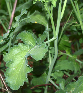Brassica fruticulosa. Foglie