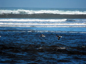 Mare oceano a Chiloè. Due ostrichieri in volo