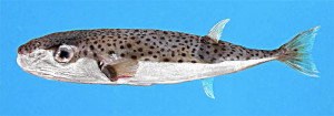 Lagocephalus sceleratus. Pesce palla