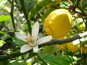 Limone e fiore