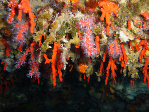corallum rubrum