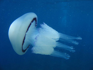medusa-polmone-dimare-04