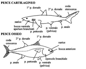 schema pesce osseo e schema pesce cartilagineo