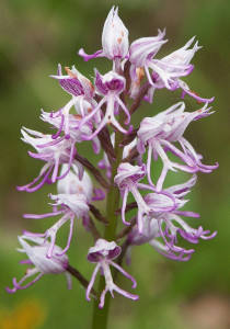 Orchis simia. Flowers. Wiki