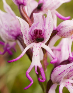 Orchis simia. Part