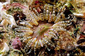 Sea Anemone (Bunodactis verrucosa). Galicia, Spain