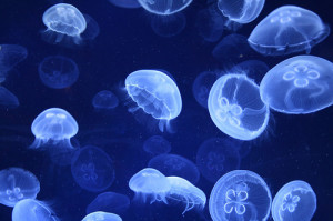 Mare di meduse