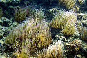 anemoni di mare