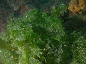alga verde o lattuga di mare