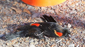 Dead Birds Arkansas