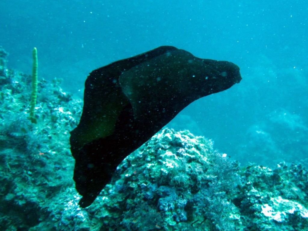 i-gasteropodi-ponza-racconta