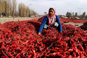 FOTO 11. Indian chilli woman