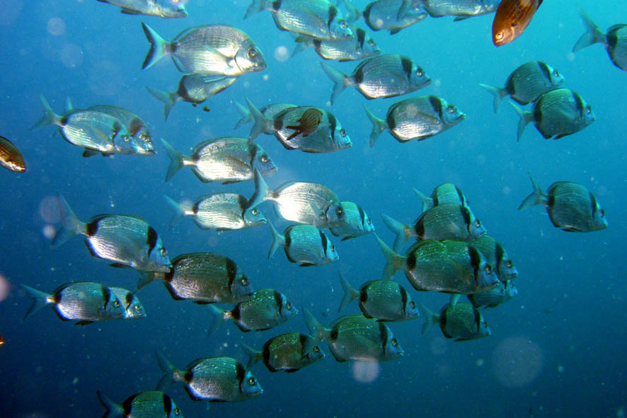 Animali Marini Detti Rose Di Mare