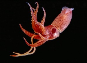 Bioluminescent Cock-eye Squid  (Histioteuthis heteropsis)